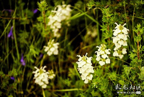 莲宝叶则之花 