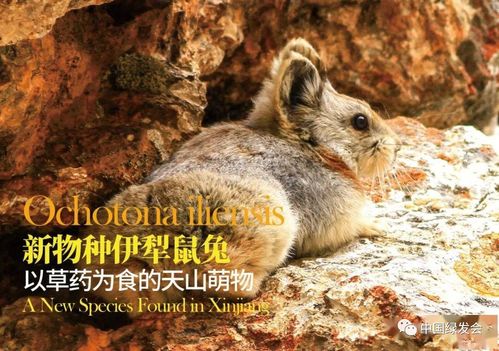 视频 天山萌物伊犁鼠兔被正式确定为国家二级重点保护动物