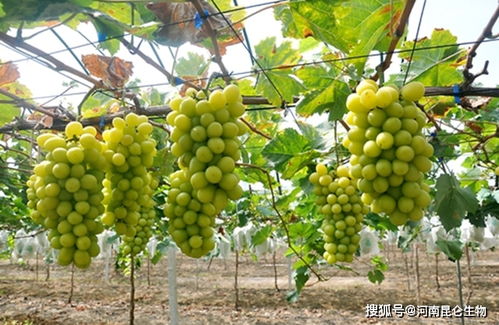 葡萄增产怎么施肥好 葡萄保花保果叶面肥用什么肥料好 葡萄怎么施肥又大又甜