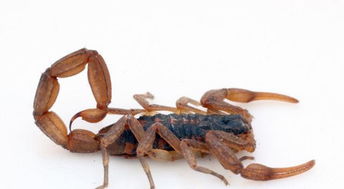 人工养殖蝎子需要注意哪些 饲料管理技术是重中之重