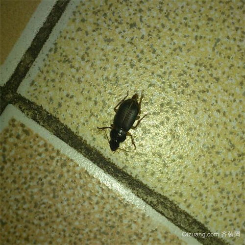 蟑螂进家古代迷信说法 蟑螂进家预示大吉大利 蟑螂进家是什么预兆风水 