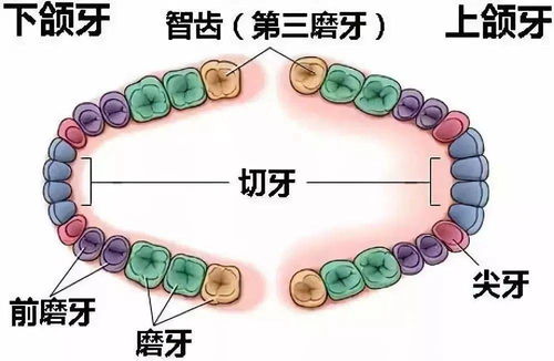 为什么拔智齿价格有的贵有的便宜