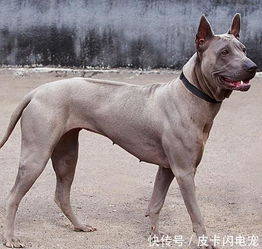 世界上最稀有的十种狗狗,最后一个简直萌爆了 
