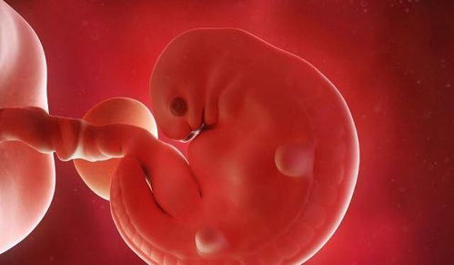 怀孕之后,与其担心胎心胎芽,不如帮助孕囊发育,这些技巧别忽视