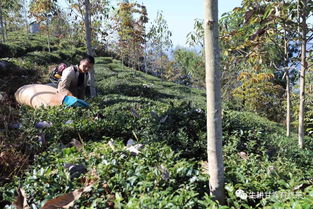 生耕甘露 有机茶园 秋季农事播报