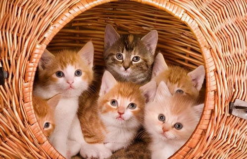 猫咪一生分为5个阶段,应该怎样才能更好地抚养