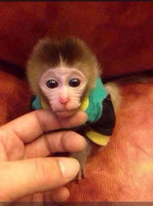 多少钱一只小猴,多少钱一只袖珍猴当宠物猴饲养
