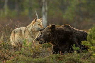 熊和狼竟然能相处得这么融洽 