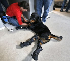 美国残疾狗四肢均为义肢 被称为 机器狗 