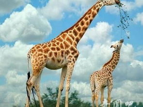 长颈鹿为什么站着睡觉还长那么高 