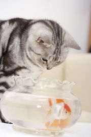 猫和老鼠图片 动物图 金鱼 鱼缸 观赏鱼,动物,猫和老鼠 