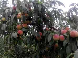 八月底9月初成熟的桃是什么品种发个图片桃 