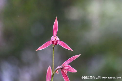 先明艺草胭脂红花,全开欣赏 