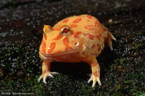 黄金角蛙寿命