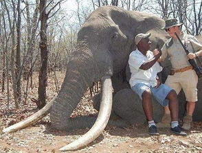 花200万获得狩猎证为了杀一头大象事后还感到自豪 
