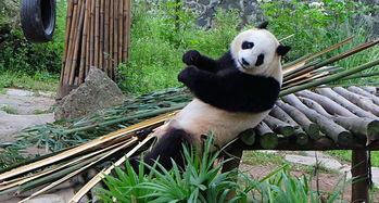 都江堰熊猫乐园攻略,熊猫乐园门票 地址,熊猫乐园游览攻略 马蜂窝 