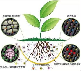 碳基生物肥,到底是什么肥