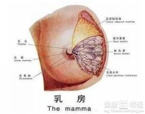 女性乳腺小叶增生如何治疗
