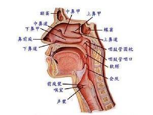 慢性咽炎这么治,效果超出意料