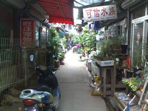 上海浦东新区哪里有花鸟市场啊 