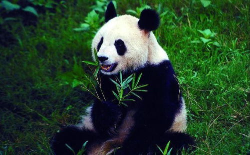 为什么大熊猫只有 黑白照片