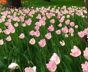 四月的北京花开成海 这么多赏花地不可错过