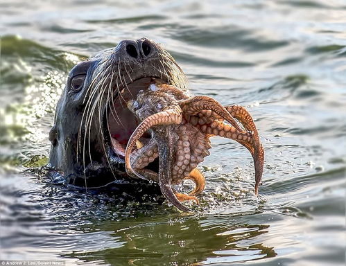 饥饿海狮如何捕杀章鱼 