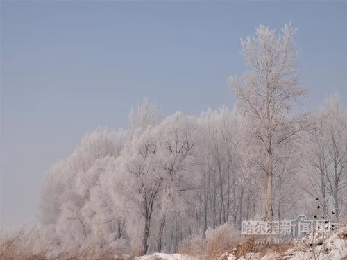 大寒回家 道阻且长 哪张照片戳到你的心 铁路加开临客 哈牡高速 哈同高速 哈尔滨段 全线封闭