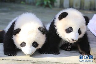 Olympia and Fuwa Public names twin giant panda cubs in southwest China