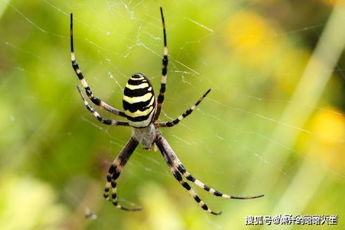 世界上最毒的蜘蛛之一,被它咬到3小时内不处理,必定一命呜呼