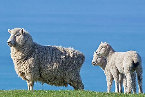 属羊人2021年运势,穿3种颜色衣服最旺 明年1月1日开始转变