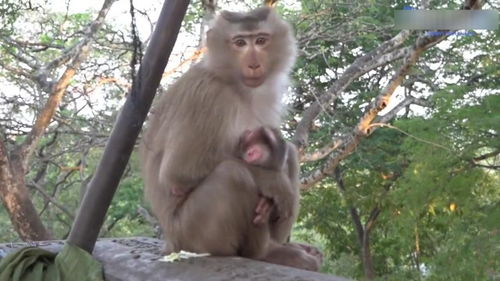 母猴生了一只健康可爱的小猴子,有一种幸福来的太突然 