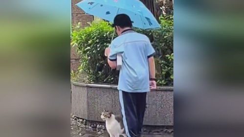 小男孩雨中为小猫咪撑伞,小猫咪蹭腿回应这一幕好温暖