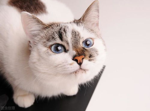 关于猫咪眼睛的4个 小秘密 ,很少人知道