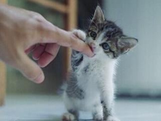 你家猫咪喜欢咬人吗 为什么猫咪咬人的时候知道分寸不会咬伤人呢