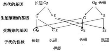 怎么用图来表示基因性状相对性状显性性状的关系