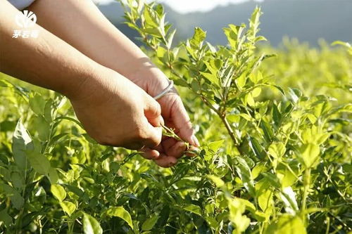 周芦屾 关于张家界莓茶产业发展的思考