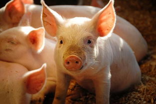 养殖干货 养猪场臭气冲天怎么解 6招帮你解决猪场气味