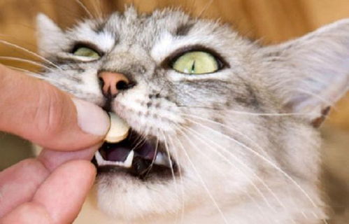 猫咪不吃驱虫药怎么喂 小猫吃完驱虫药的反应