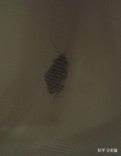 蟑螂爬床上怎么办 