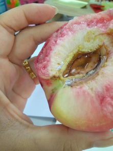 桃子里面出现了这个虫子 这是什么呀 前两天已经吃了两个桃子了 