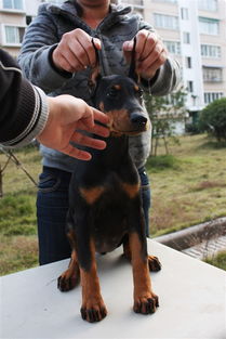 北京警卫犬杜宾犬 高贵品质杜宾幼犬 杜宾健康有保障