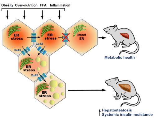Cell Metab 代谢失调中的 旁观者效应 肥胖诱导的内质网应激异常能够在细胞间传播并诱发代谢紊乱