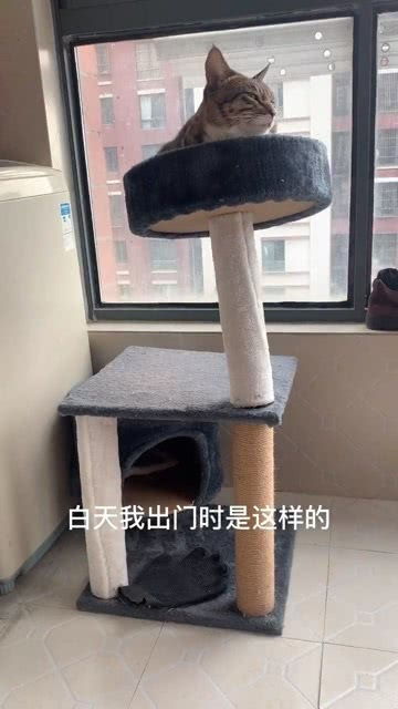 猫爬架太滑了怎么办(猫爬架晃动正常吗)