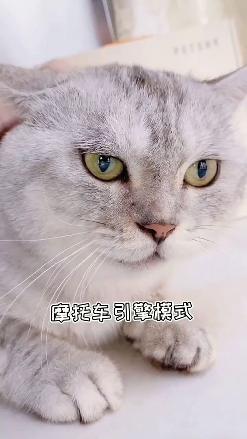 我现在都快忘了,正常的猫,它是怎么叫的 