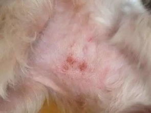 狗狗皮肤病是有好几种的,你能分辨清楚吗 
