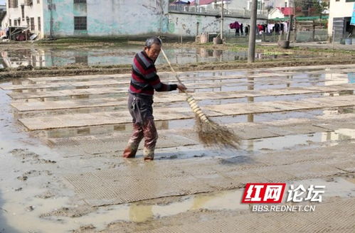 春分前后耕种忙 看网友镜头下的 湖湘春耕图