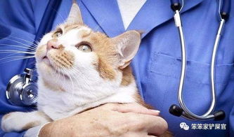 猫咪尿结石并不可怕 可怕的是水肾,引起急性尿毒症造成死亡