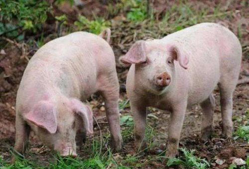 猪品种介绍 哈尔滨白猪