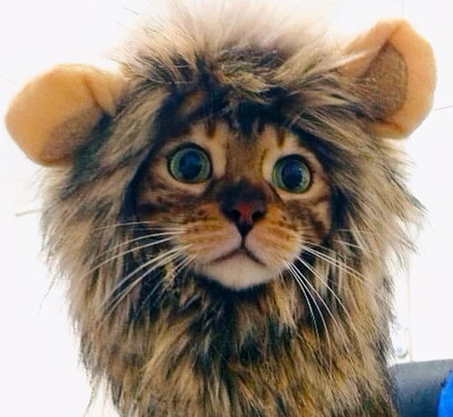 猫咪 变 狮子,这么可爱又凶猛的 小狮子 你喜不喜欢 